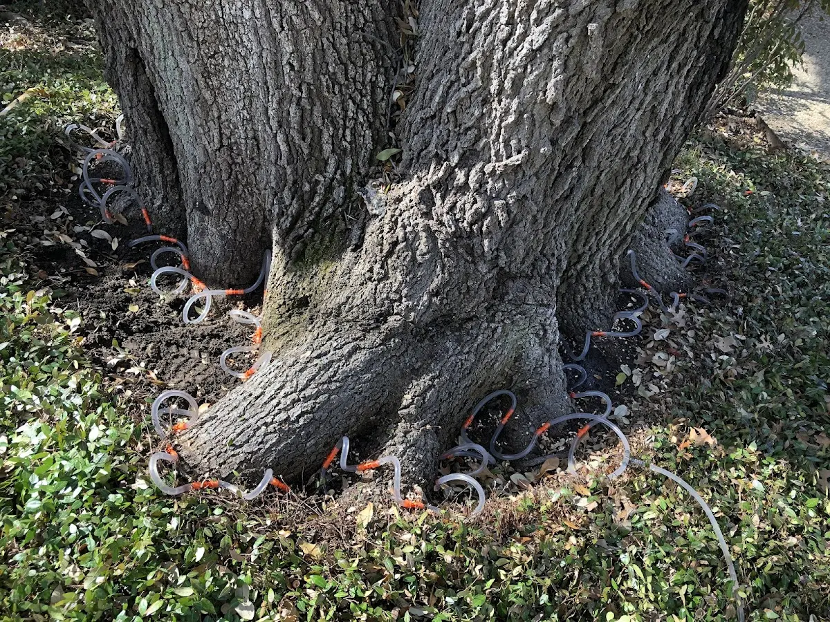Detailed Tree Cabling and Bracing job site in Winnabow