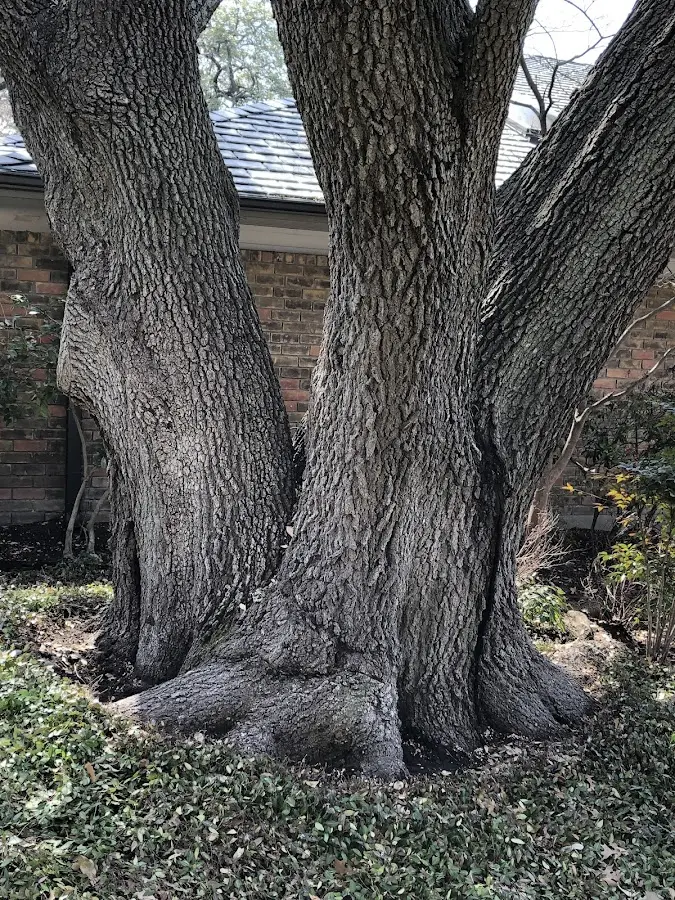 Mature heritage tree close to a Winnabow property cared for by certified arborists